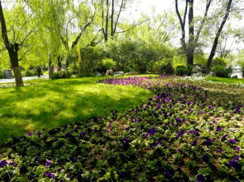 今年呼和浩特城市园林绿化又有大动作这片缀花草坪值得你去打卡